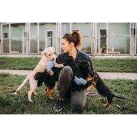 Online Canine First Aid & Cpr Course