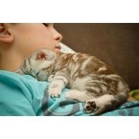Online Cat And Kitten Care Course - Cpd Certified