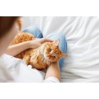 Online Cat And Kitten Care Course - Cpd Certified