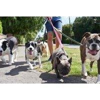 Cpd-Certified Dog Walking Course