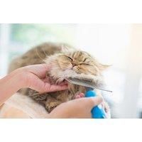 Essential Cat & Kitten Care - Online Course - Icoes Accredited