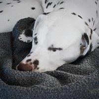 Boucl Dog & Puppy Blanket