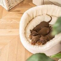 Lords and Labradors Grow With Me Puppy Bed