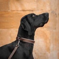 Lords and Labradors Italian Padded Leather Collar Brown & Cream XS, Brown