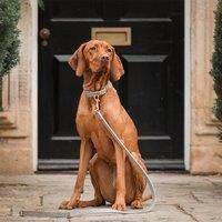Lords and Labradors Ostrich Leather Dog Collar