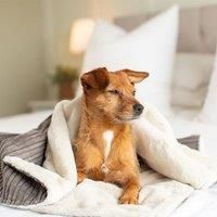 Lords and Labradors Essentials Dog Blanket
