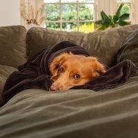 Lords and Labradors Pet Blanket In Dusk Faux Fur M, Brown