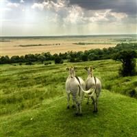 Buyagift Port Lympne Reserve Afternoon Tea Gift Experience