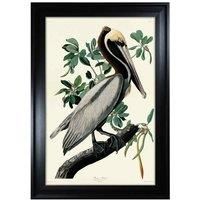 The Art Group John James Audubon - Brown Pelican 70x100cm Framed Art