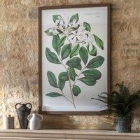 Cedar & Sage Foliage & Blooms Framed Print
