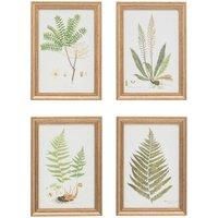 Cedar & Sage Set of 4 Assorted Ferns Framed Prints
