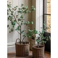 Gallery Direct Potted Rhodoleia 3Ft Tree