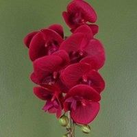 Realistic Artificial Orchid Plants Fully Potted