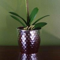 Realistic Artificial Orchid Plants Fully Potted