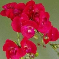 Realistic Artificial Orchid Plants Fully Potted