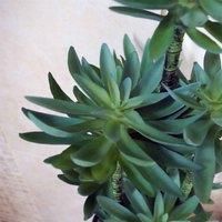 Botanik Artificial Office Plants