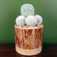 Artificial Cactus Plant Cacti In Ceramic Planter Botanik
