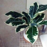 40cm Variegated Artificial Pothos Plant in Green & Orange Cement Planter