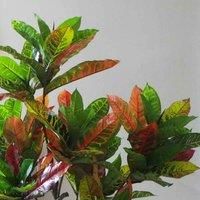 130cm Multicoloured Artificial Codiaeum Tree - Green, Orange, Yellow