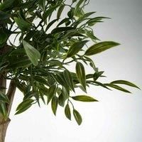 Artificial Plant Ruscus Tree- 2716 Leaves Uv Protected Outdoor Botanik, Green
