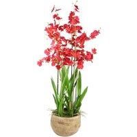 90cm Oncidium Artificial Orchid Red in Stoneware Planter | Dried Flower Plant