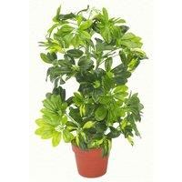 75cm Artificial Arboricola Gold Capella Plant Silver Metal Planter