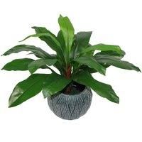 60cm Bushy Large Artificial Bird's Nest Fern Plant