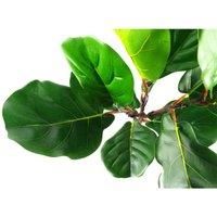 Artificial Plant Fiddle Fig Tree Plant Fiddle Fig 60cm 2ft Trees Realistic Plant Botanik