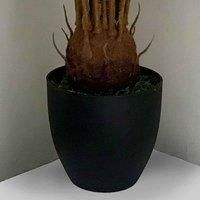 70cm Green Artificial Cycas Palm Plant in Black Plastic Pot - Home Decor