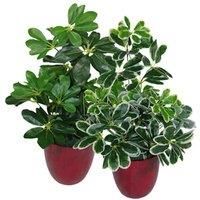 55cm Dark Green Artificial Umbrella Plant