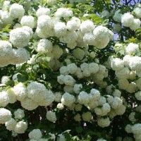 Thompson & Morgan Viburnum Opulus Roseum 3.6 Litre Potted Plant x 1, White