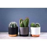 Thompson & Morgan Houseplant Cactus Mix 10.5cm Pot x 3, Green