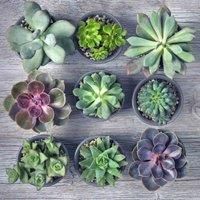 Thompson & Morgan Mixed Crassula Succulent Plant x 1