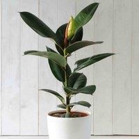 Indian Rubber Plant Indoor Tree Easy to Grow Evergreen House Plant for Home, Office & Conservatory 1 x Ficus Eleastica Robusta in 12cm Pot by Thompson & Morgan