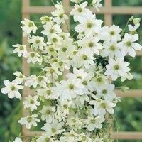 Potted Clematis Garden Evergreen Climbing Plant Baring White Flowers, a Hardy Shrub for Patios,Obelisks & Borders, Early Sensation Variety 1 x 2 Litre Pot by Thompson & Morgan
