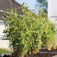 Thompson & Morgan Bamboo - Fargesia Murieliae - 3.6 Litre Potted Plant x 2