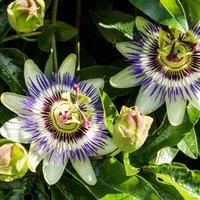 Thompson & Morgan Passiflora (Passion Flower) caerulea 2 Litre Pot x 2