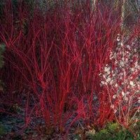 Thompson & Morgan Cornus alba Sibirica 9cm Pot x 1, Red