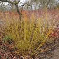 Thompson & Morgan Cornus sericea Flaviramea 9cm Pot x 2