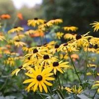Thompson & Morgan Rudbeckia Goldsturm 1 Litre Potted Plant x 2