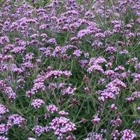 Thompson & Morgan Verbena bonariensis Lollipop 1 Litre Potted Plant x 2