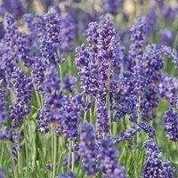 Thompson & Morgan Lavender Hidcote 3 Litre Potted Plant x 1