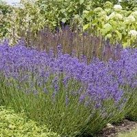 Thompson & Morgan Lavandula Angustifolia Hidcote 3 Litre Potted Plant x 2, Purple