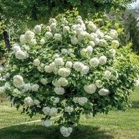 Thompson & Morgan Viburnum Opulus Roseum 3.6 Litre Potted Plant x 2