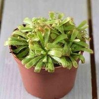 Thompson & Morgan Houseplant Drosera (Capensis) 9cm Pot x 1, Green