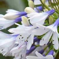 Potted Hardy Garden Plants Agapanthus, Ideal for Borders & Patios, Easy to Grow, Summer Flowering, 1 or 2 x Agapanthus Twister Plants in 9cm Pots (1 x 9cm Pot)