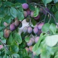 Thompson & MorganPlum (prunus) Victoria Patio Standard (st Julien) 5L Potted Plant X 1