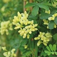 Thompson & Morgan Coronilla Citrina 3 Litre Potted Plant x 1, Yellow