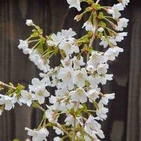 Thompson & MorganJapanese Cherry Blossom Tree Prunus Incisa Kojo-No-Mai Ornamental Fuji Plant Low Maintenance Colourful and Ideal for Pollinators (2 x 3.6 Litre Pots)