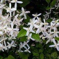 Thompson & Morgan Thompson and Morgan Clematis Armandii 2 Litre x 1